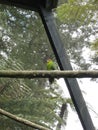 Kakariki - New ZealandÃ¢â¬â¢s endangered native bird